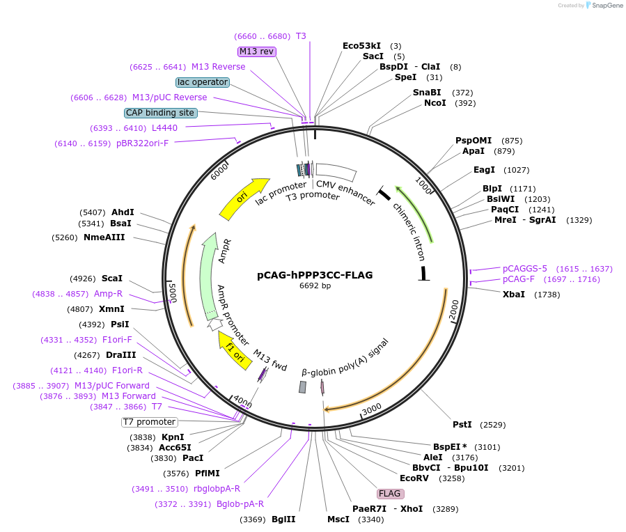 179162-plasmid-map-sequence-id-352821