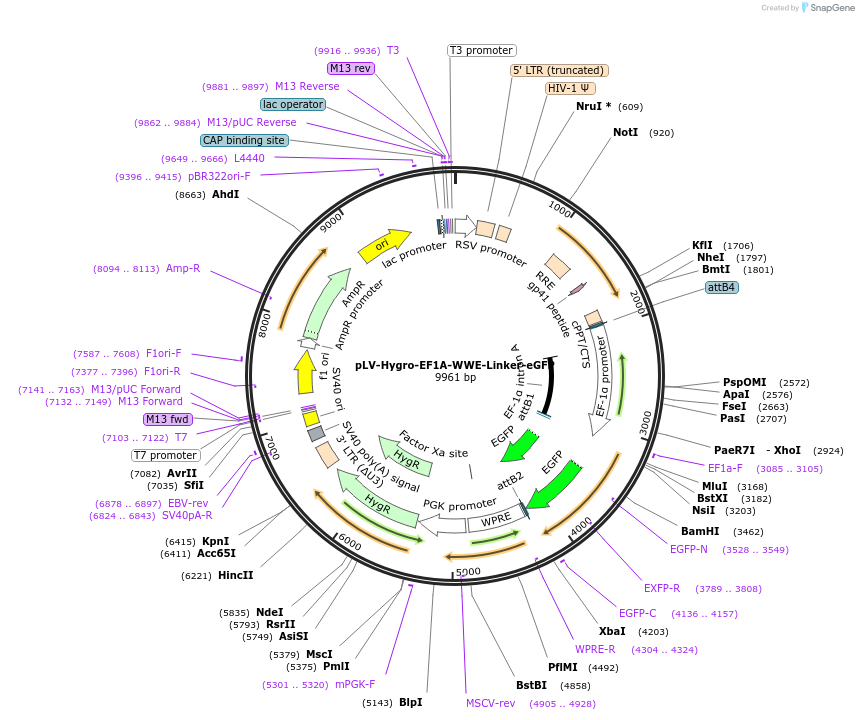 176072-plasmid-map-sequence-id-352823