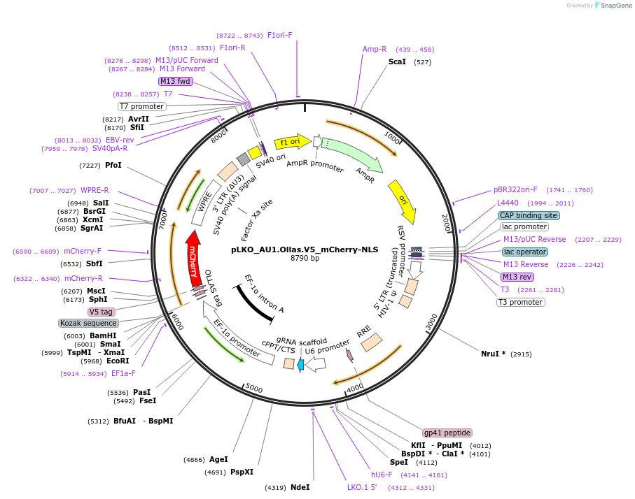 178233-plasmid-map-sequence-id-352827