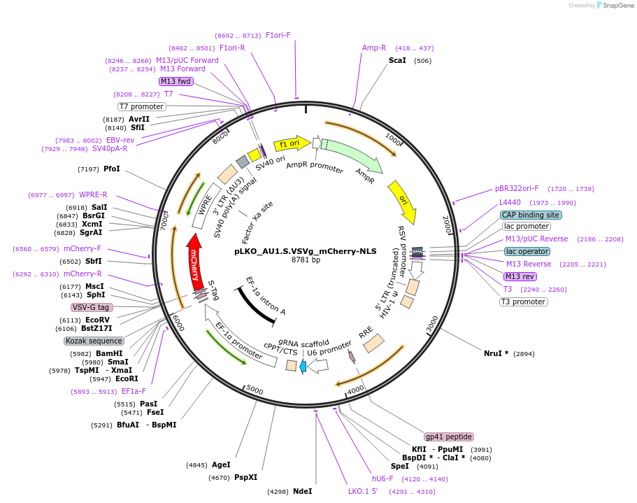 178234-plasmid-map-sequence-id-352828