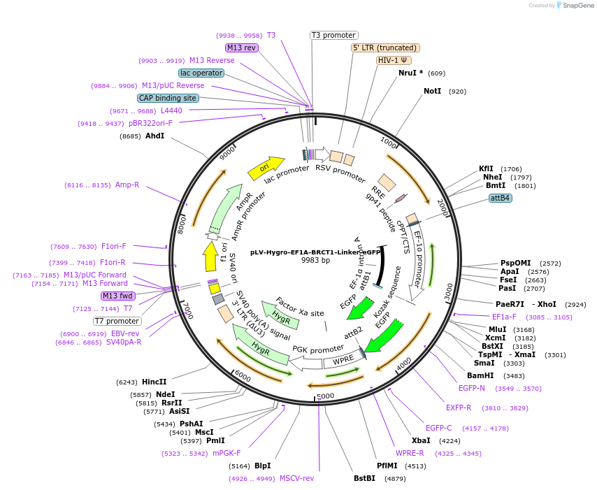 176074-plasmid-map-sequence-id-352831