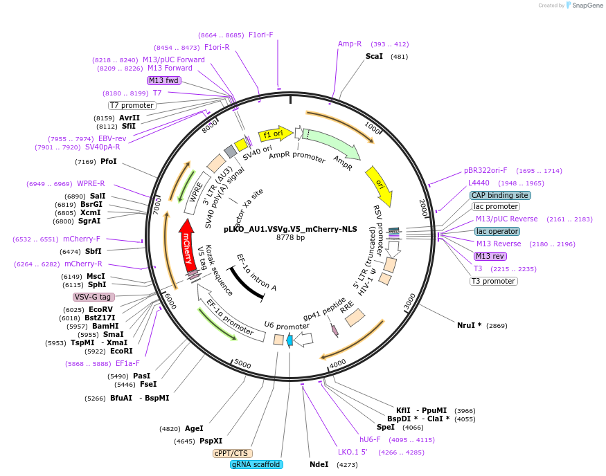 178236-plasmid-map-sequence-id-352833