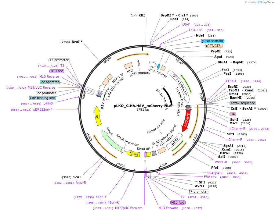 178237-plasmid-map-sequence-id-352835