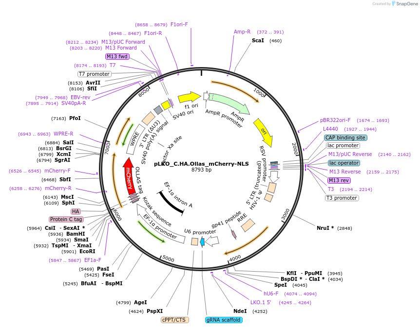178239-plasmid-map-sequence-id-352838
