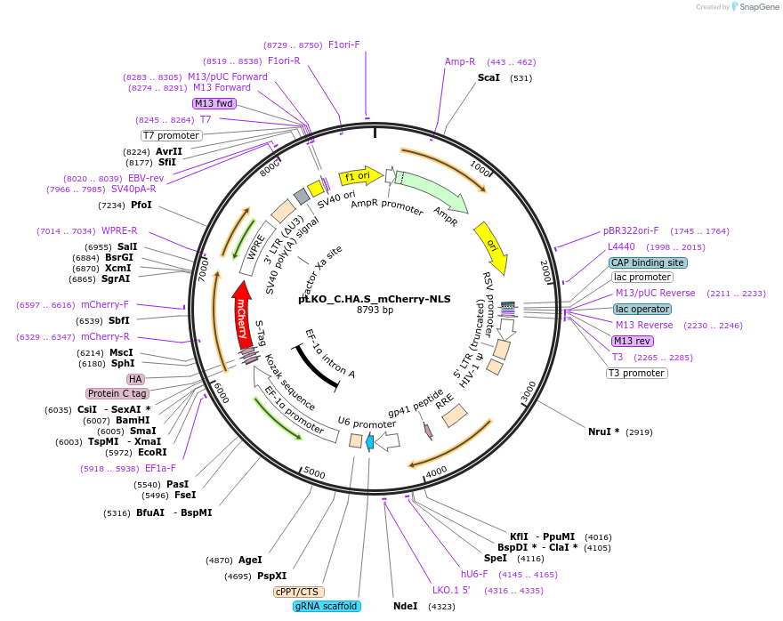 178240-plasmid-map-sequence-id-352840