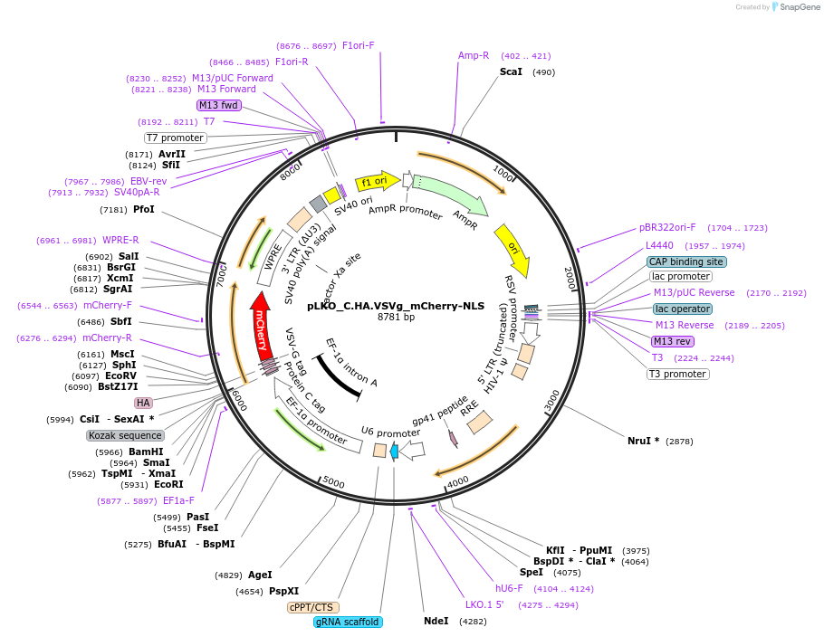 178241-plasmid-map-sequence-id-352841