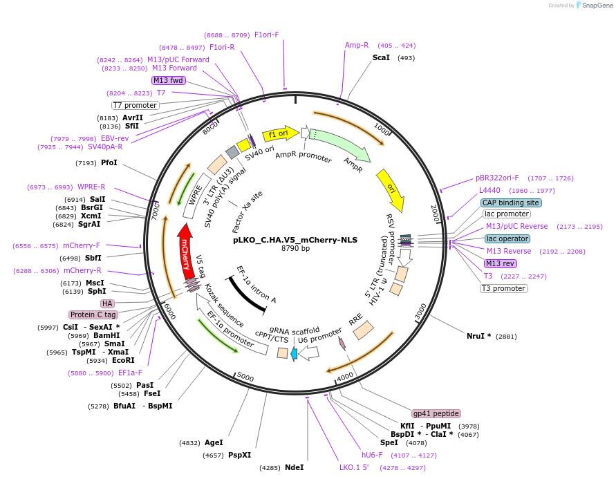 178242-plasmid-map-sequence-id-352843