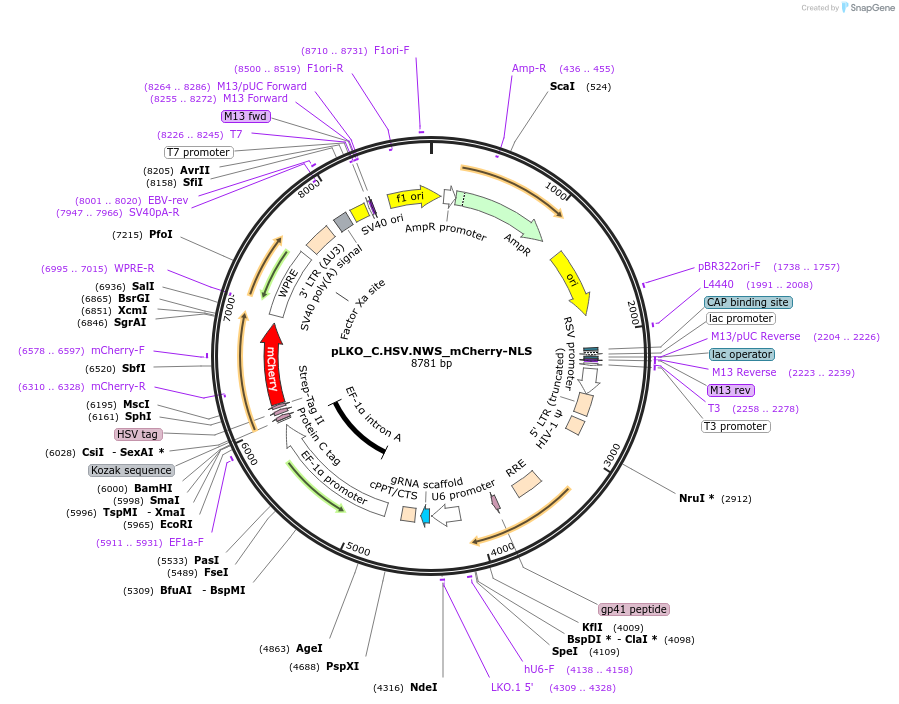 178243-plasmid-map-sequence-id-352846
