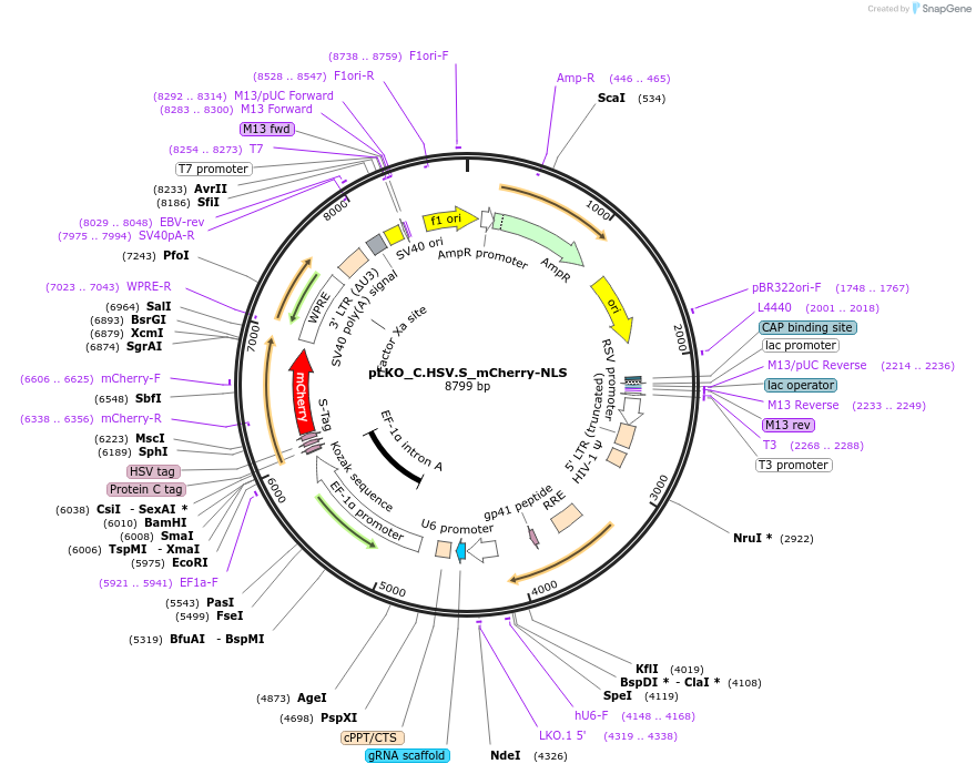 178245-plasmid-map-sequence-id-352848