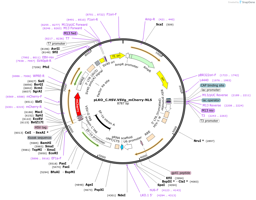 178246-plasmid-map-sequence-id-352849