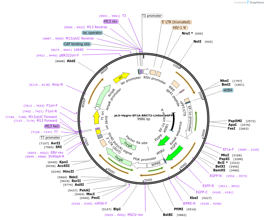 176085-plasmid-map-sequence-id-352852