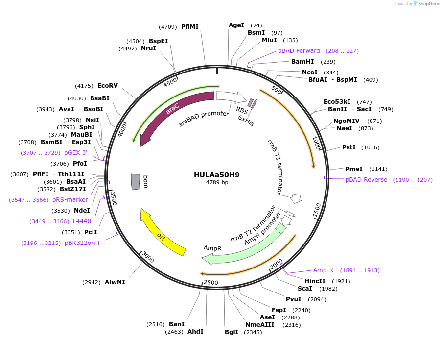 179628-plasmid-map-sequence-id-352863