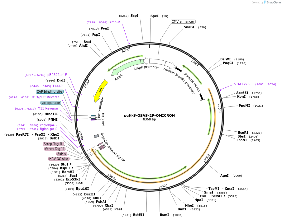 180593-plasmid-map-sequence-id-352871