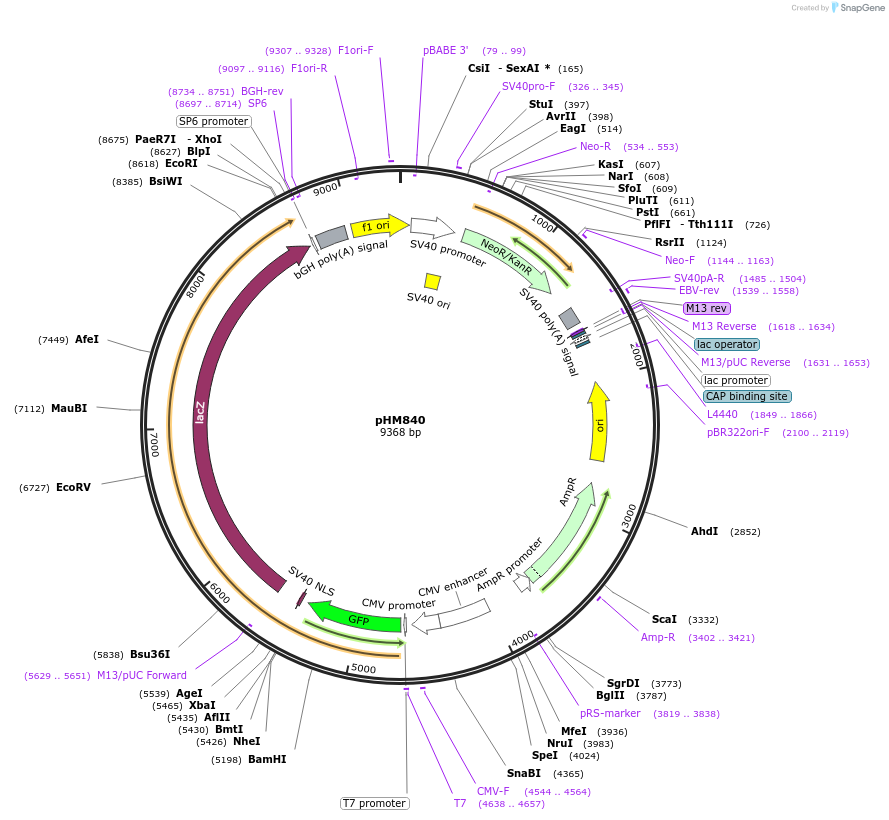 20701-plasmid-map-sequence-id-352909