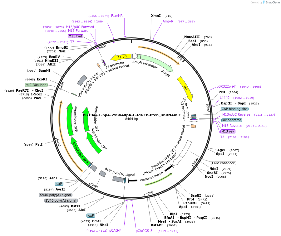 178044-plasmid-map-sequence-id-352916