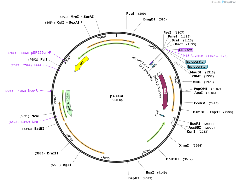 37058-plasmid-map-sequence-id-352924