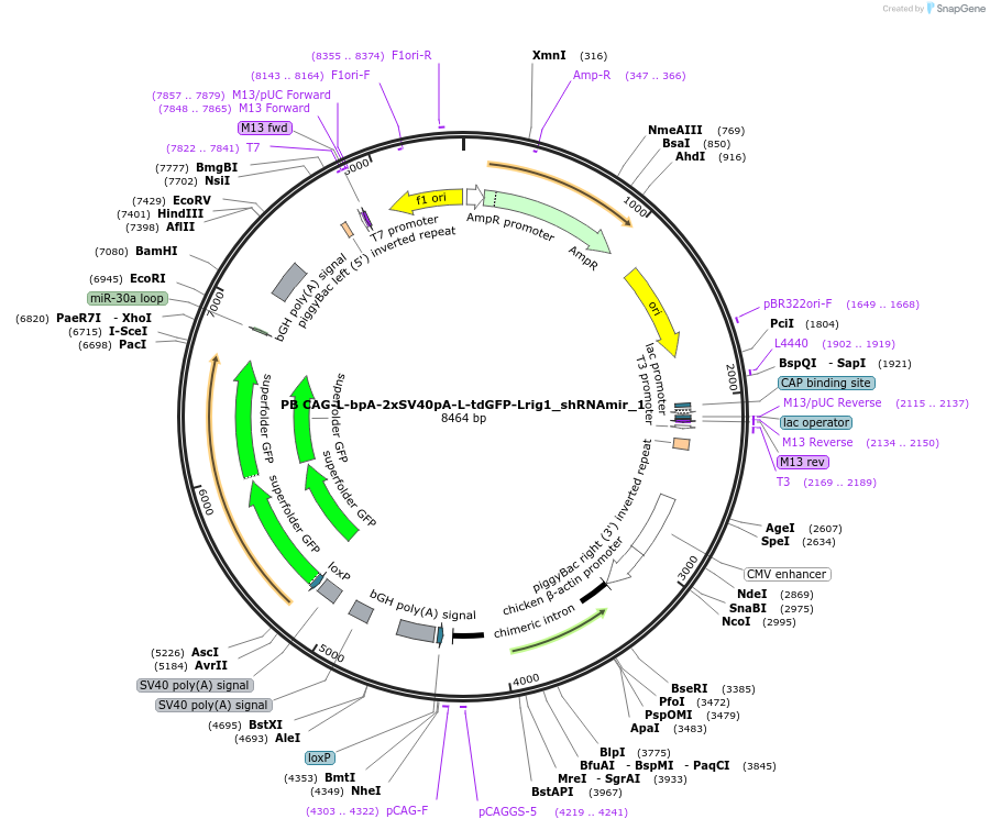 178047-plasmid-map-sequence-id-352935