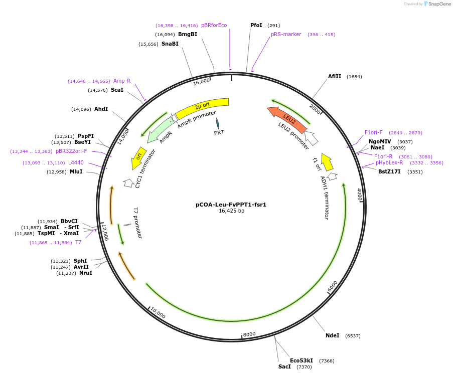 179868-plasmid-map-sequence-id-352936