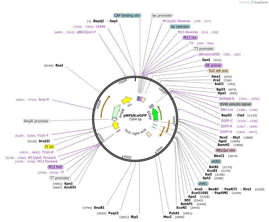 44922-plasmid-map-sequence-id-352983