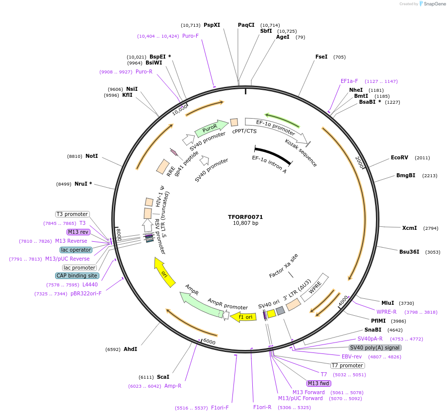 142446-plasmid-map-sequence-id-352984