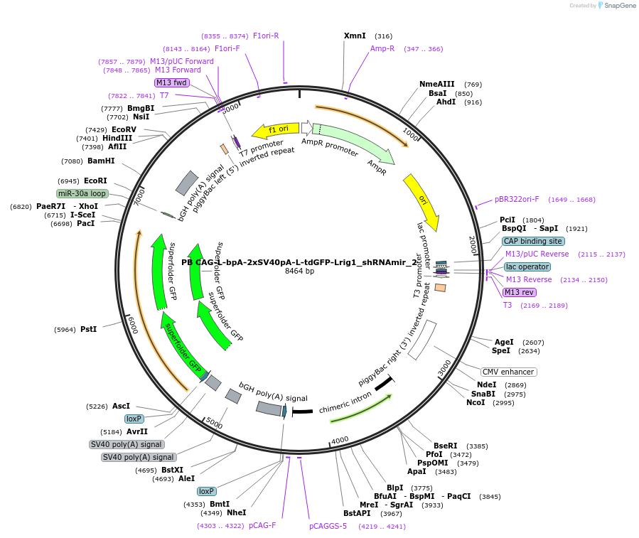 178048-plasmid-map-sequence-id-352985