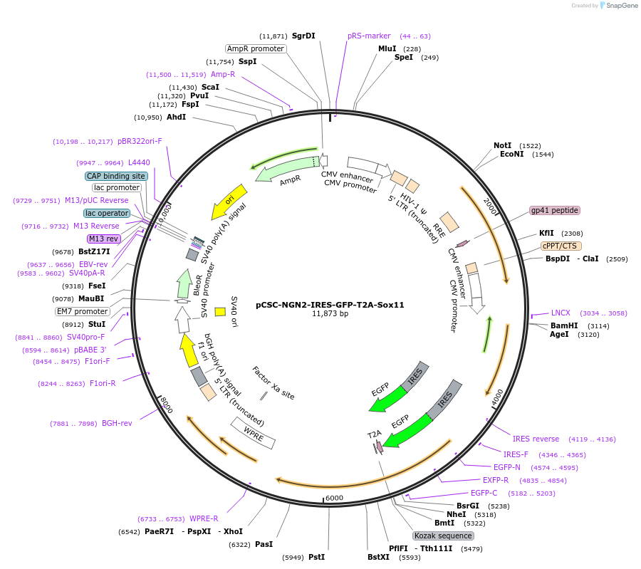 90214-plasmid-map-sequence-id-352986
