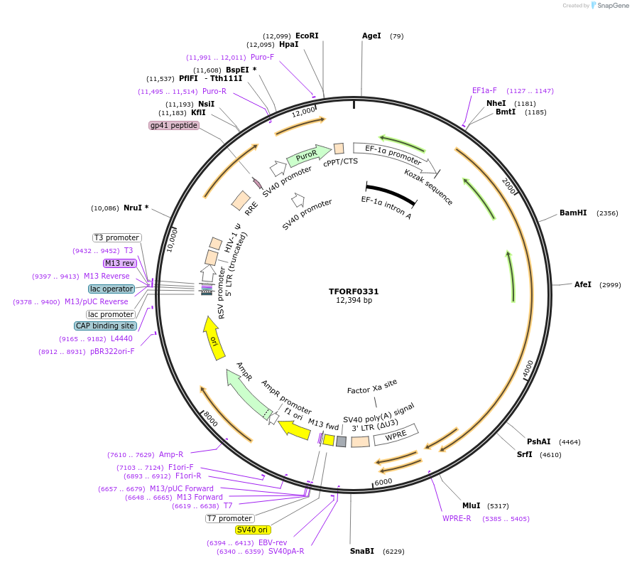 144357-plasmid-map-sequence-id-352987
