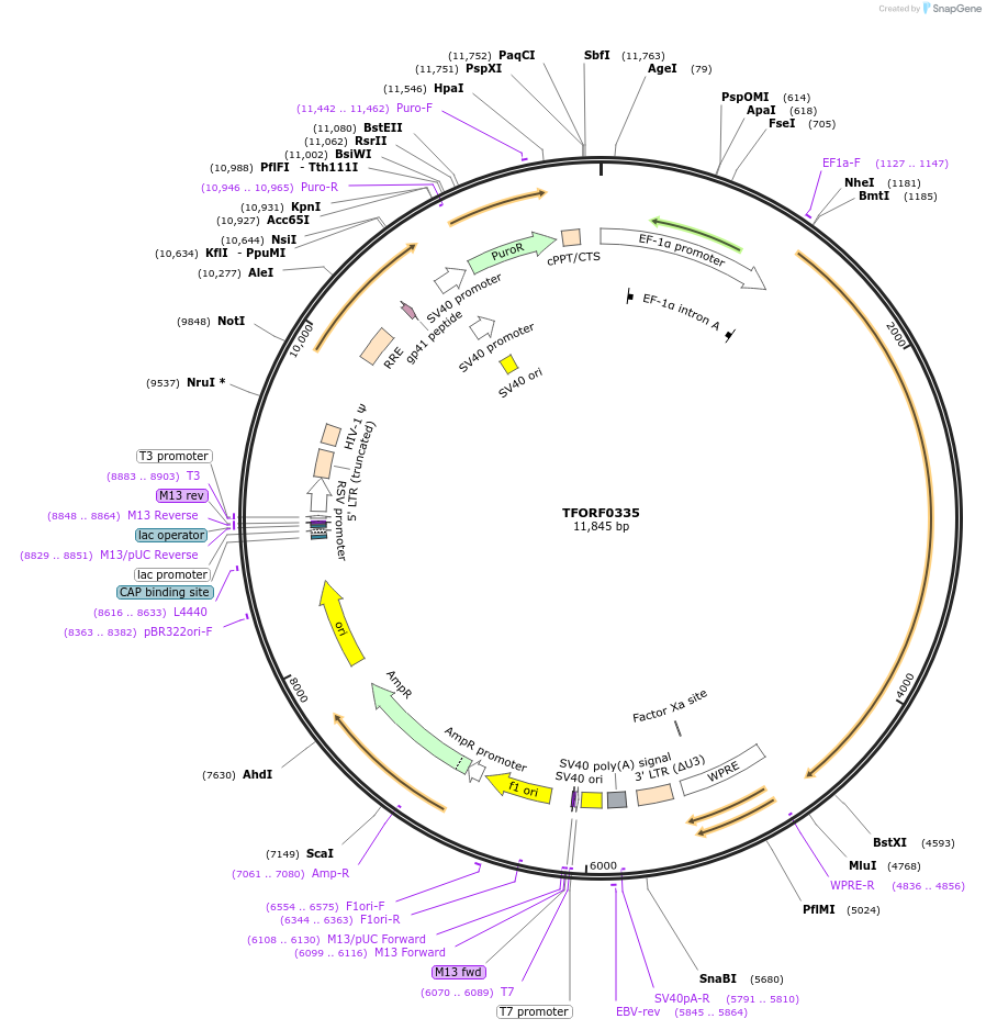 144358-plasmid-map-sequence-id-352989