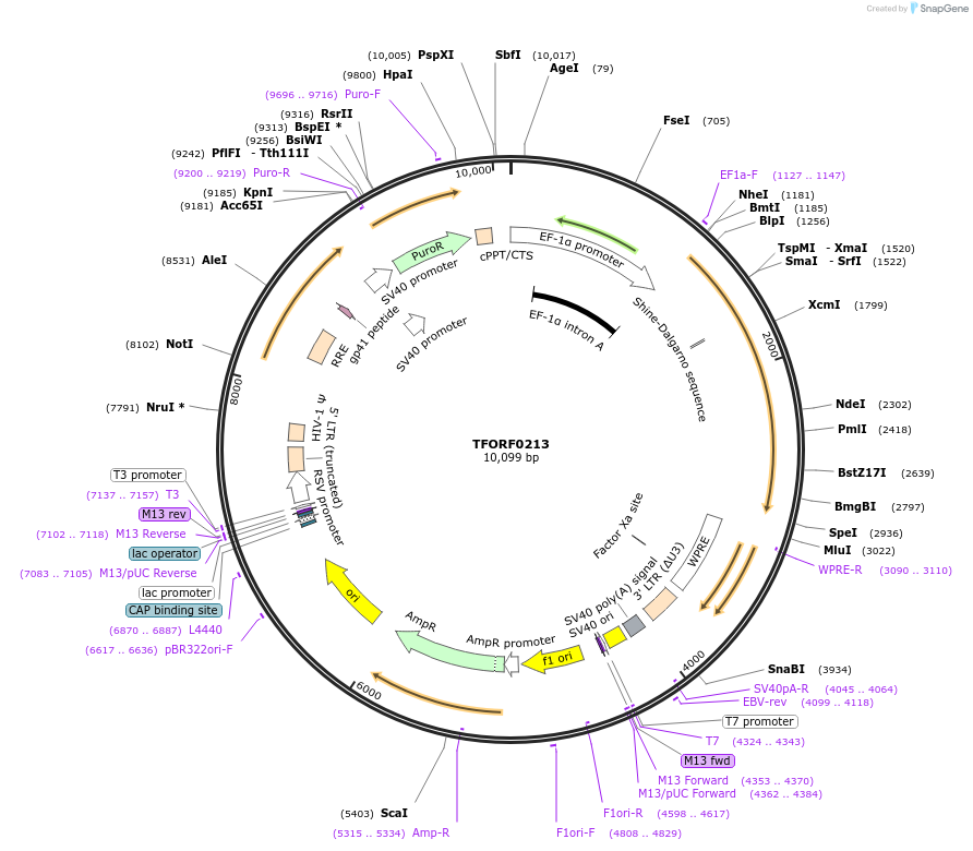 142485-plasmid-map-sequence-id-352992