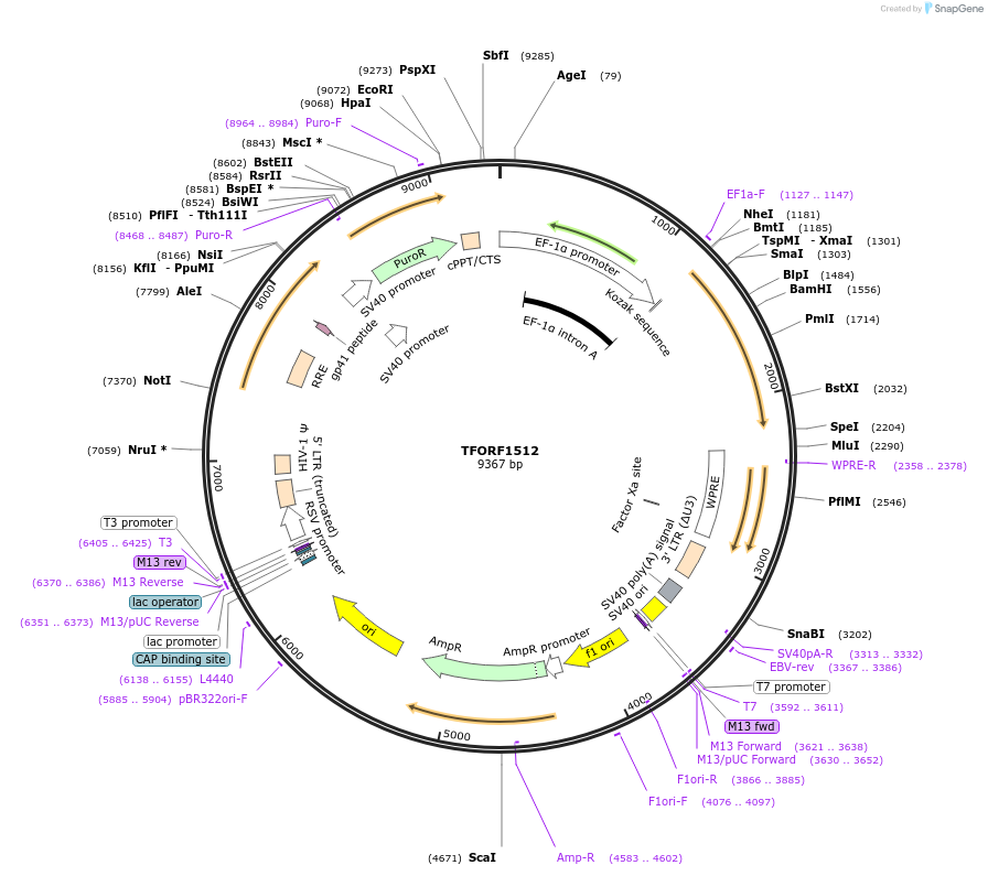 144366-plasmid-map-sequence-id-352997