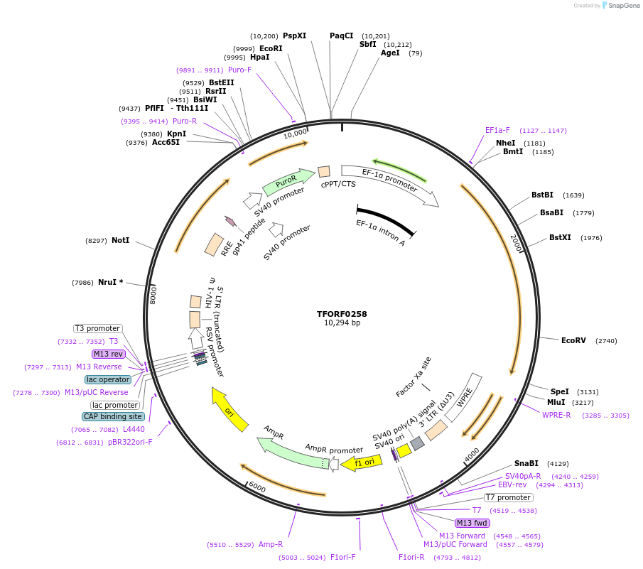 142497-plasmid-map-sequence-id-353002