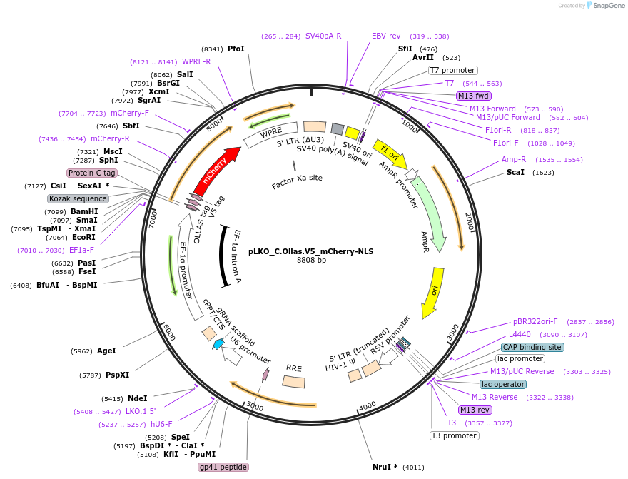 178254-plasmid-map-sequence-id-353005