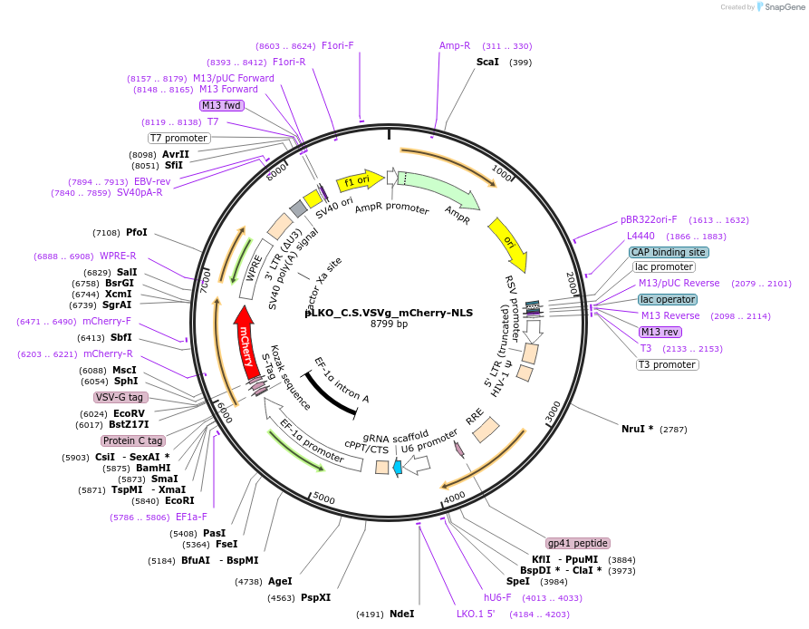 178255-plasmid-map-sequence-id-353006