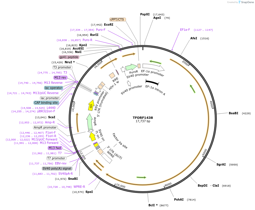 143807-plasmid-map-sequence-id-353009