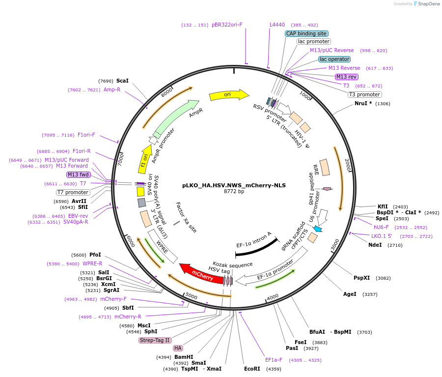 178258-plasmid-map-sequence-id-353011