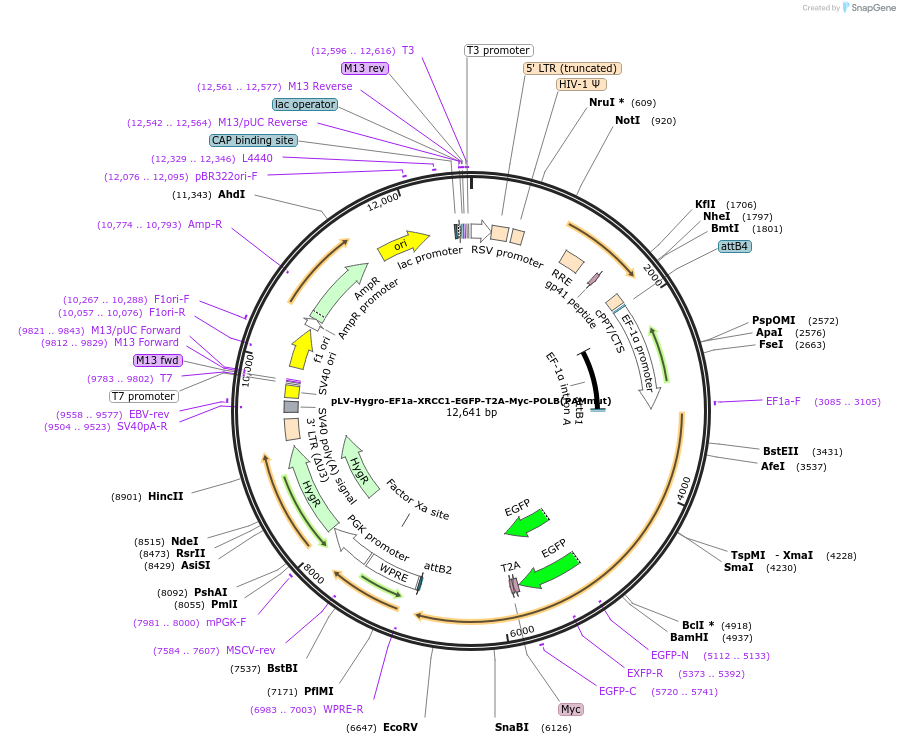 176139-plasmid-map-sequence-id-353012
