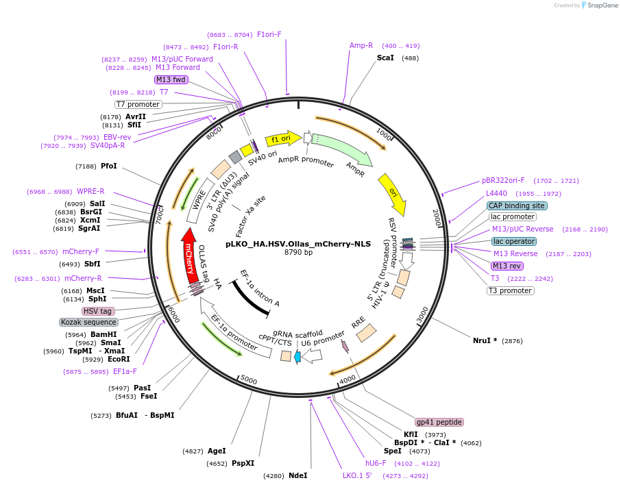 178259-plasmid-map-sequence-id-353013