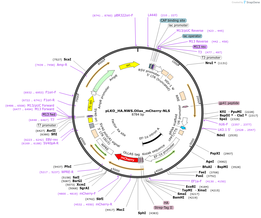 178263-plasmid-map-sequence-id-353020