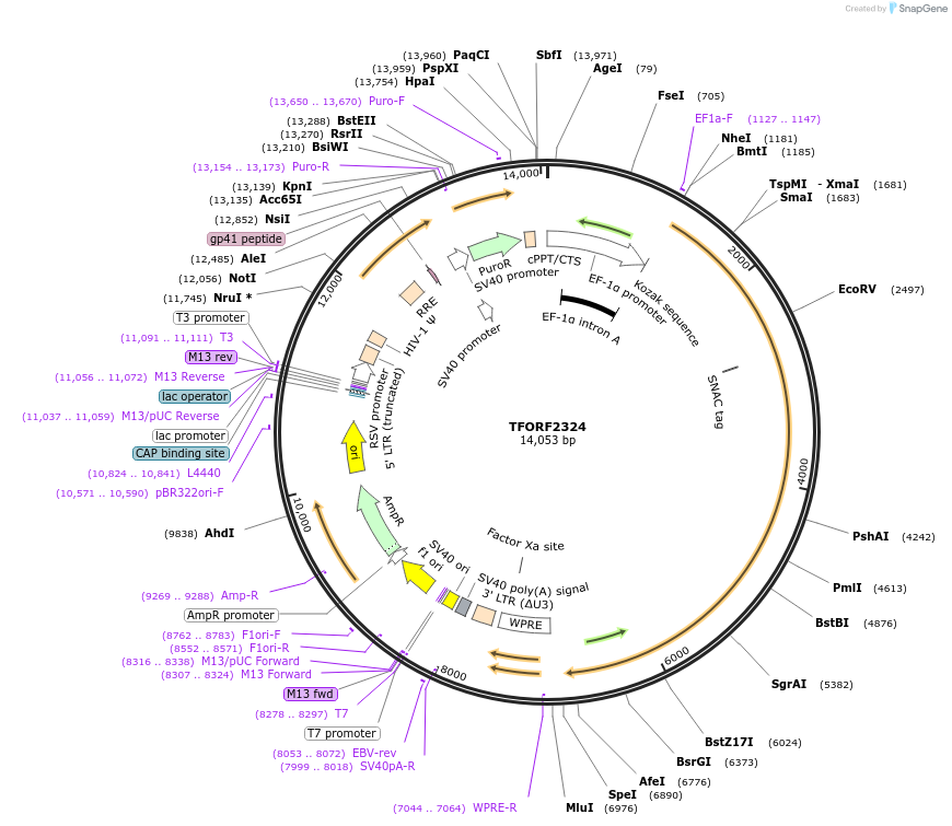 144010-plasmid-map-sequence-id-353024