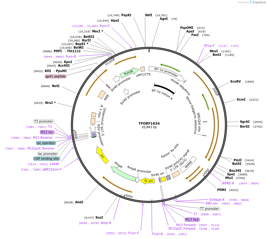144369-plasmid-map-sequence-id-353027