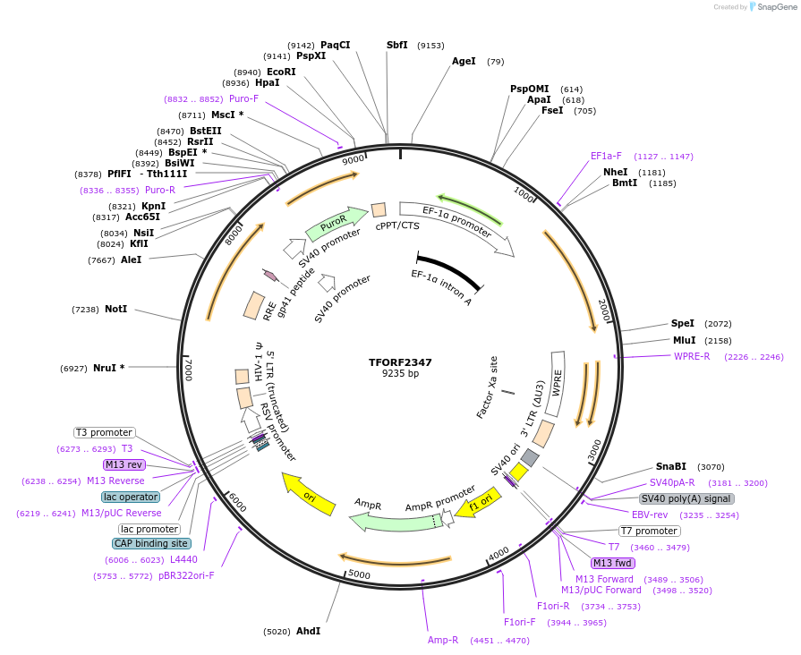 144014-plasmid-map-sequence-id-353033