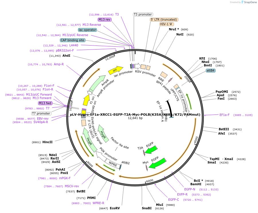 176140-plasmid-map-sequence-id-353035