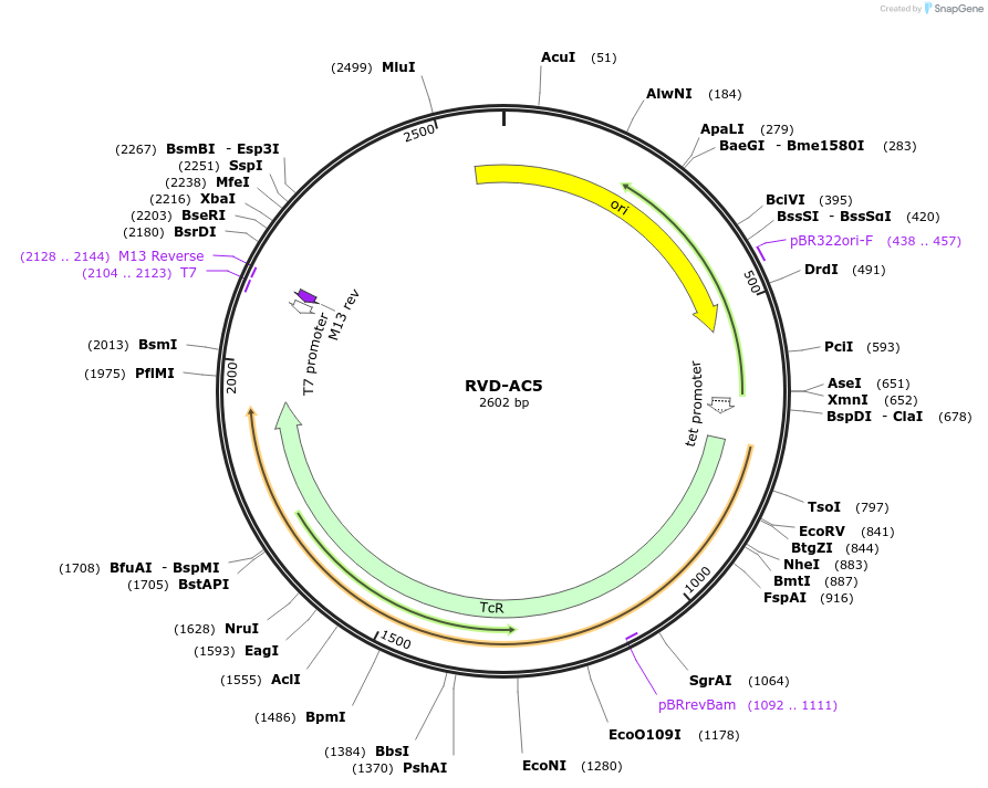 173252-plasmid-map-sequence-id-353037