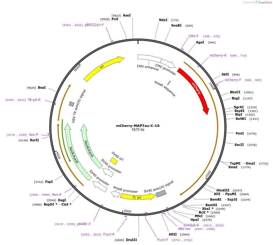 55077-plasmid-map-sequence-id-353040