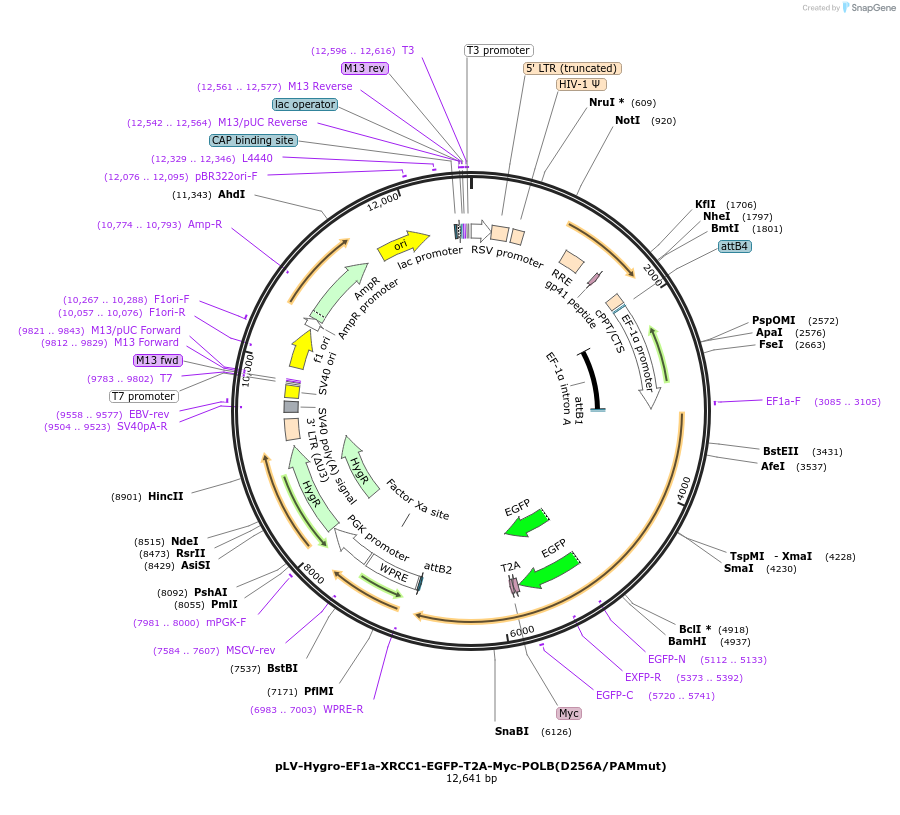 176141-plasmid-map-sequence-id-353041