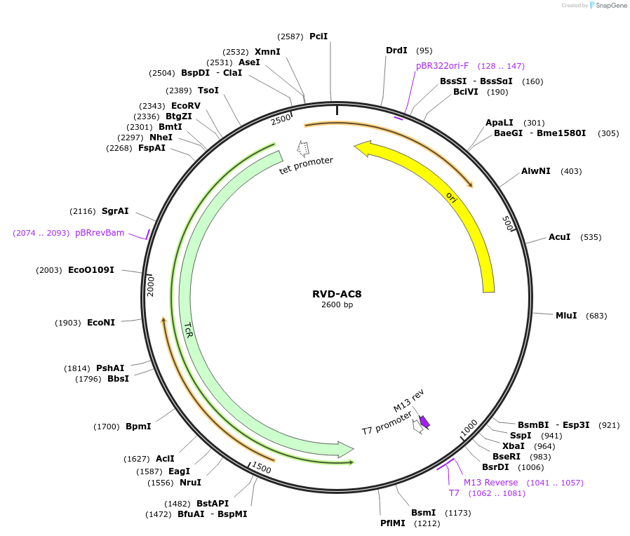 173255-plasmid-map-sequence-id-353042