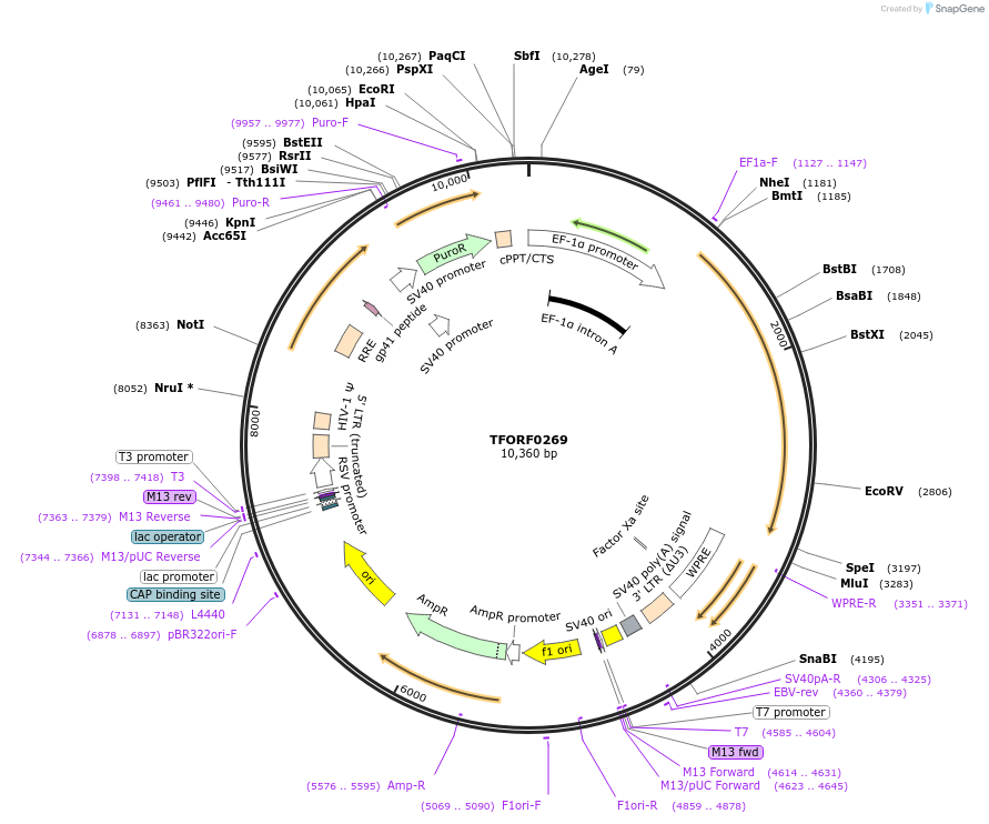 142503-plasmid-map-sequence-id-353047