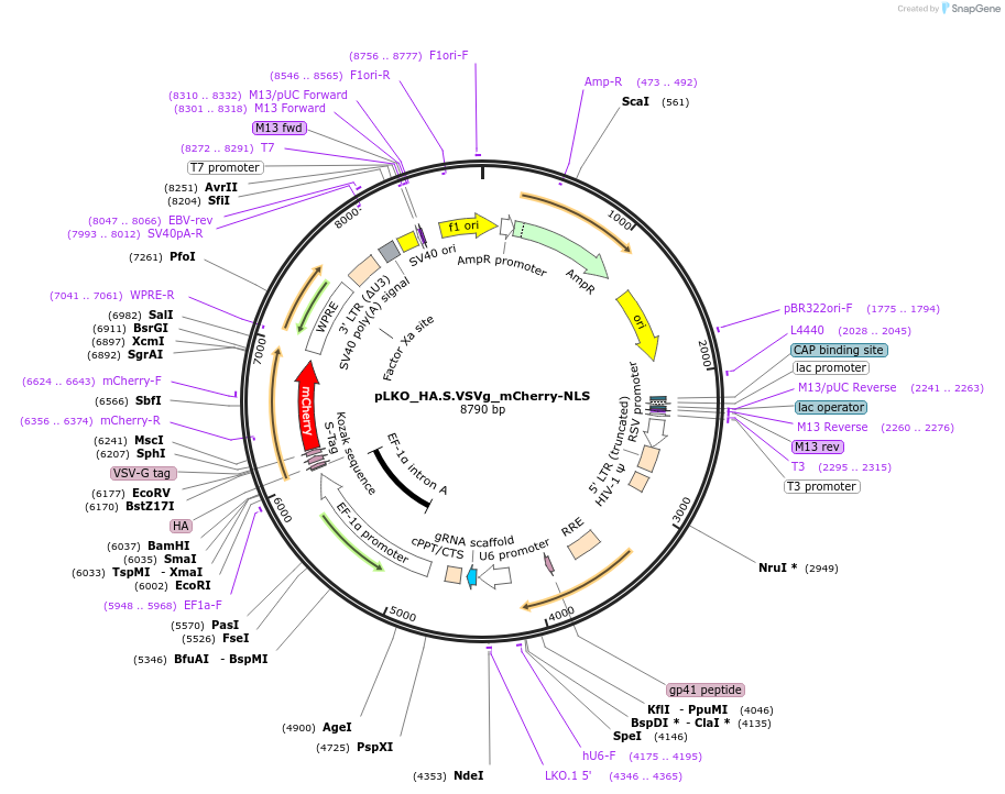 178269-plasmid-map-sequence-id-353129