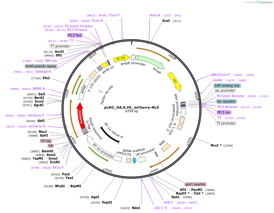 178270-plasmid-map-sequence-id-353130