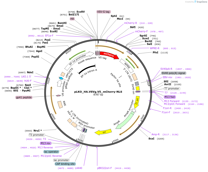 178271-plasmid-map-sequence-id-353131
